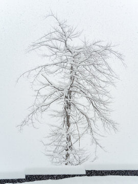 A tree covered with snow grows near the bardur on a cloudy day with heavy snowfall