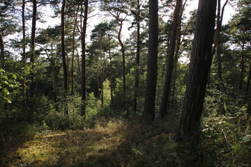 Fototapeta na wymiar Forest