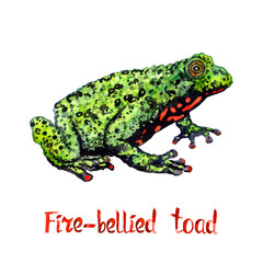 Fire-bellied toad (Bombina bombina), isolated on white hand painted watercolor illustration with handwritten inscription