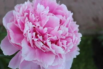 peony