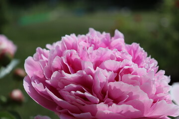 peony