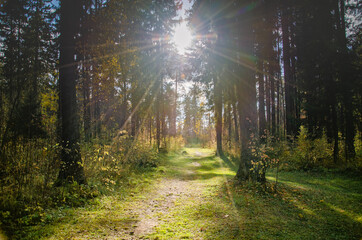 morning in the forest