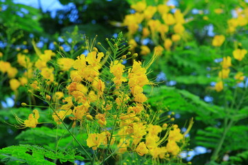 hermosas flores amarillas con fondo borroso y cielo azul 