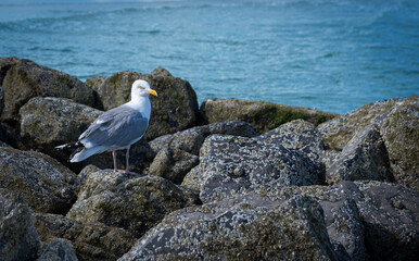 Seagull sitting on the sea rocks