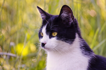 Close up of a black cat is on the grass in the garden