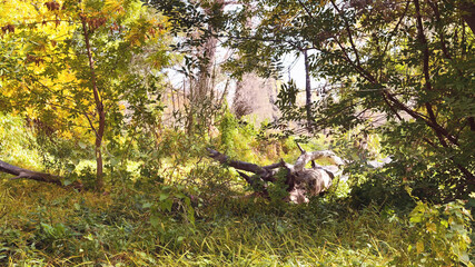 A fallen tree in a forest glade in the autumn day. Landscape. Outdoors. Horizontal format. Color. Photo. © serg6legion