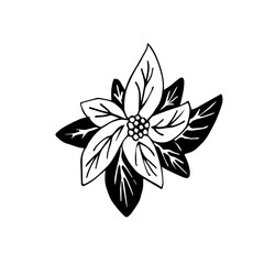 The leaves Poinsettia are hand-drawn in the style of Doodle lines . Vector Christmas icon of Poinsettia. Christmas icon of new year plants. Isolated on a white background
