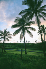 Fototapeta na wymiar Palm trees, Sunset at Punaluu Beach, Big Island, Hawaii