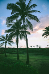 Fototapeta na wymiar Palm trees, Sunset at Punaluu Beach, Big Island, Hawaii