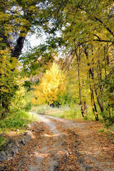 Obraz premium The road in the forest goes away between the trees in the autumn day..