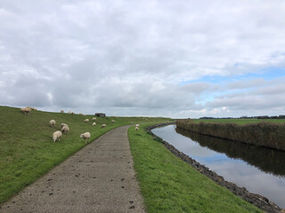 Fototapeta na wymiar Dyke with sheeps around Stavoren