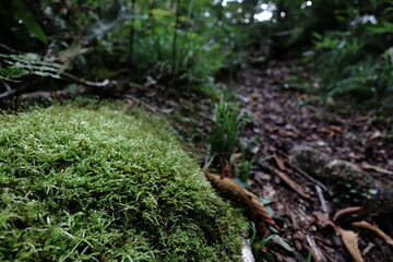 登山道の苔