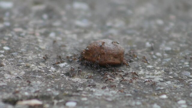 Accelerated video of Ants eat granules for dogs or cats.