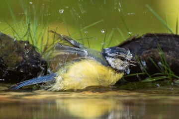  Blue tit (Parus caeruleus) bathes, sprayed with water. Czech Republic. Europe. 