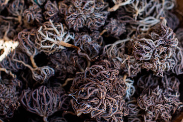 Rose of Jericho (Egypt). Flower of natural jerico in stand of plants, nature