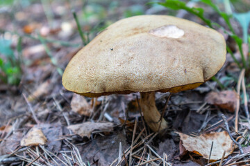 yellow-brown mossiness mushroom in the forest