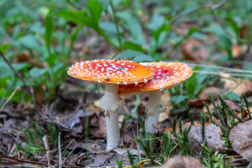 two red fly agarics in the forest