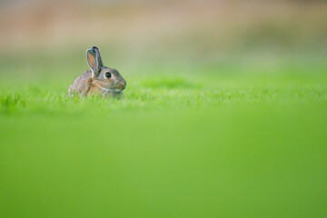 wild rabbit in a meadow