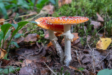 two red fly agarics in the forest
