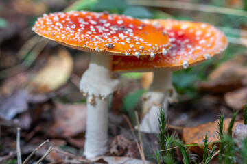 two red fly agarics in the forest