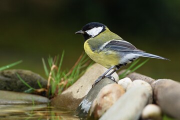 Great tit stands on stones by the water. Czech Republic. Europe. 