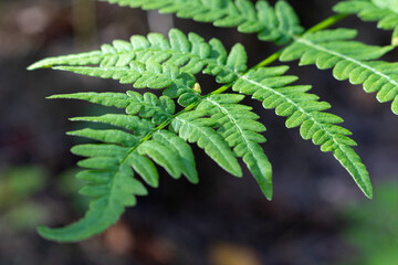 green fern leaf in the forest in summer