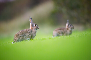 wild rabbit in a meadow