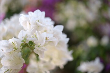 Obraz premium blooming tree