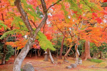 境内を彩る鮮やかな紅葉