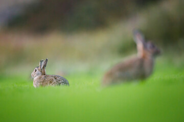 wild rabbit in a meadow