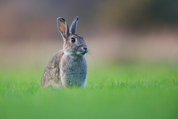 wild rabbit in a meadow