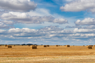 Fototapeta na wymiar hay bales in the field under blue cloudy sky