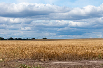 Fototapeta na wymiar wheat field under the blue cloudy sky in the summer