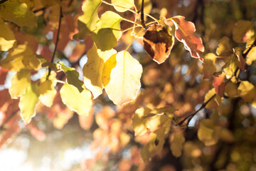 autumn leaves in the park