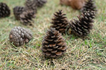 Pine cones on the grass in forest