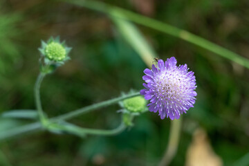 Flower of field scabious (knautia arvensis) in the woods 