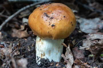 edible mushroom russula foetens in the forest