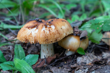 edible mushroom russula foetens in the forest