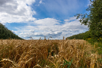 wheat field under the blue cloudy sky in the summer