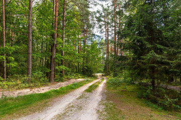 sandy path in the summer coniferous forest