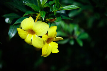 Alamy Common yellow flowers of India