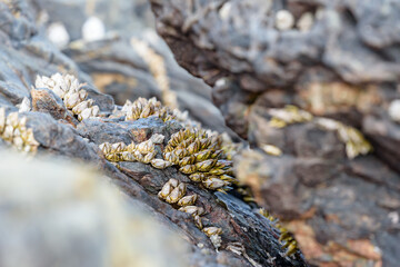 Japanese goose barnacle grow in clusters in cracks in the reef