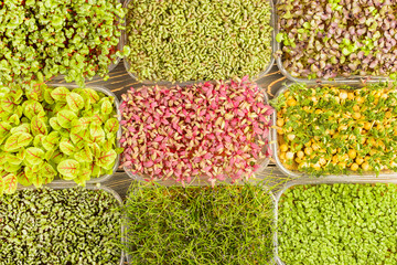 A set of boxes with micro grins. Healthy dietary product.