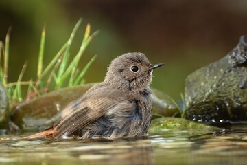 The young female black redstart ( Phoenicurus ochruros) lounging in the water. Czech Republic. Europe. 