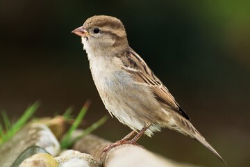 Young sparrow (Passer montanus) sitting on the stick. Czech Republic. Europe.