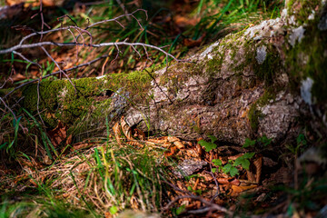 forest
