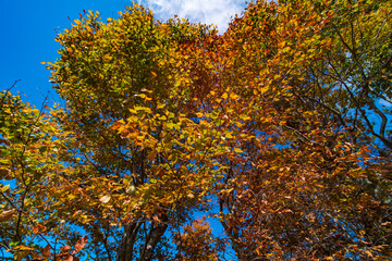 Fototapeta na wymiar autumn leaves on blue sky