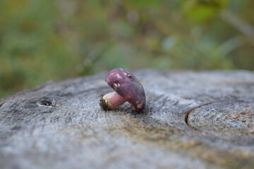 Mushroom