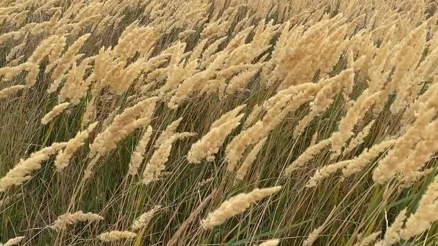 The reeds flutter in the strong wind. Steppe grasses in an autumn overcast field bend under a hurricane. bad weather. Storm wind in the Rostov region of Volgodonsk, Russia. Copy space