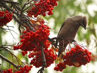 The Waxwing on branch of mountain ash with berries